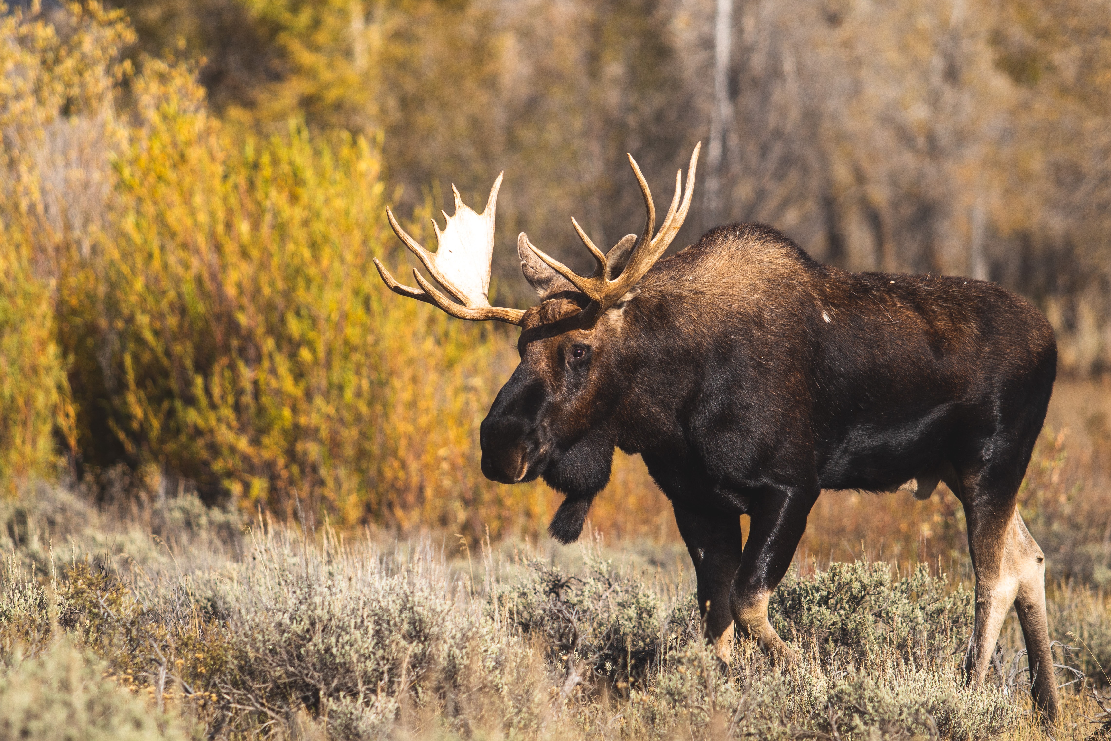 A moose in a field